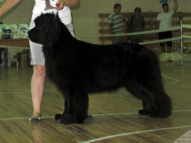 Фото: ньюфаундленд Akvatoriya Kelvin Oushen Drim (Акватория Келвин Оушен Дрим)