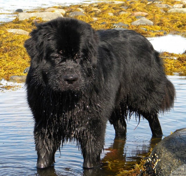 Фото: ньюфаундленд Aquatoriya Kelvin Kadril (Акватория Келвин Кадриль)