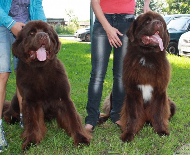 Фото: ньюфаундленд Aquatoriya Kelvin Royal Teddy Bear (Акватория Келвин Ройал Тедди Беар), ньюфаундленд Aquatoriya Kelvin Rise After Me (Акватория Келвин Райз Афтэ Ми)