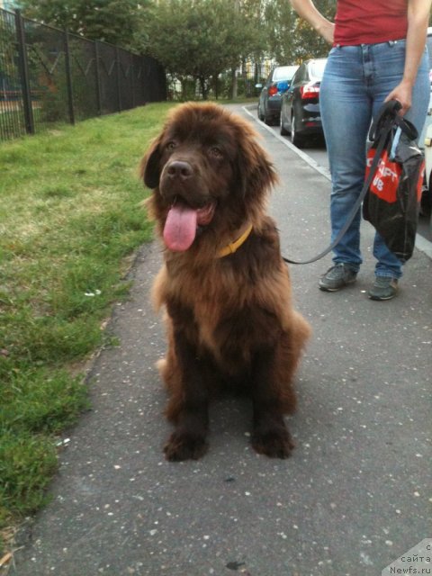 Фото: ньюфаундленд Van Len Taym Jenev'eva (Ван Лен Тайм Женевьева)