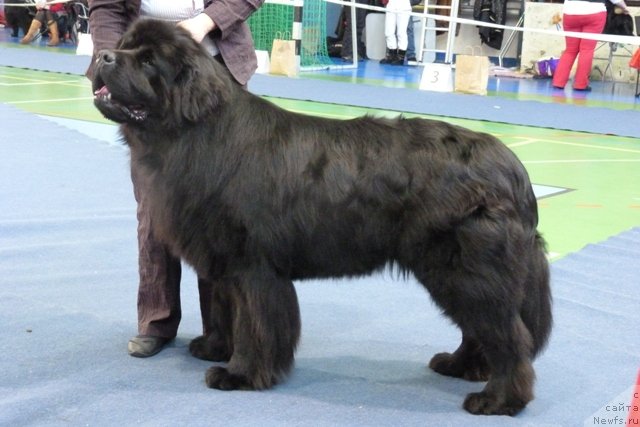 Фото: ньюфаундленд Samson Vialiki Miadzvedz