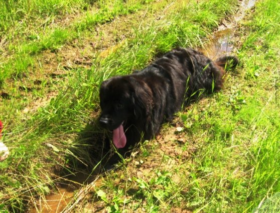 Фото: ньюфаундленд Aleksandriya Moya Radost' (Александрия Моя Радость)