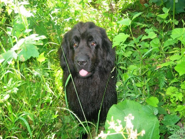 Фото: ньюфаундленд Aleksandriya Moya Radost' (Александрия Моя Радость)