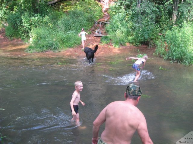 Фото: ньюфаундленд Aleksandriya Moya Radost' (Александрия Моя Радость)