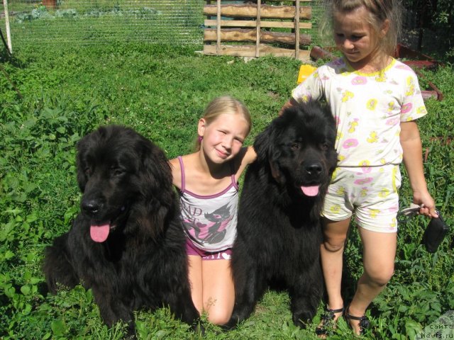 Фото: ньюфаундленд Aleksandriya Moya Radost' (Александрия Моя Радость), Дарина Будина, ньюфаундленд Ariyel' Nejdannaya Nagrada (Ариэль Нежданная Награда), Наташа Будина