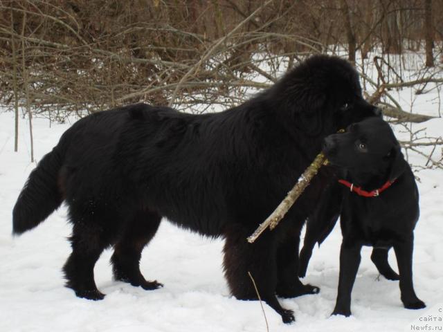 Фото: ньюфаундленд Potap Felicia (Потап Фелиция)