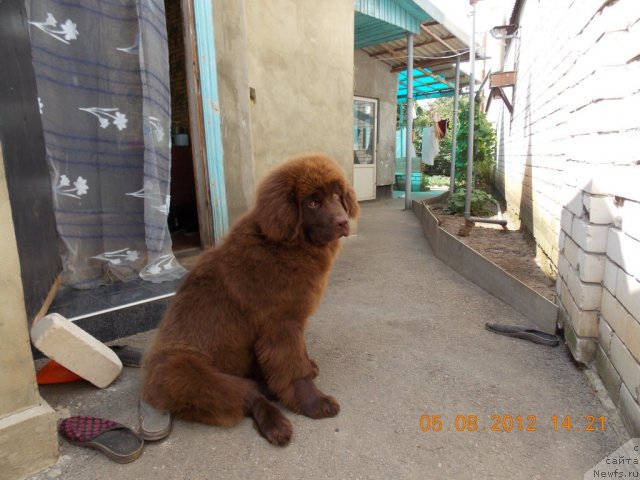 Фото: ньюфаундленд Hohotushka s Berega Dona (Хохотушка с Берега Дона)