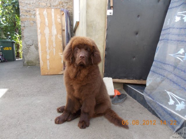 Фото: ньюфаундленд Hohotushka s Berega Dona (Хохотушка с Берега Дона)