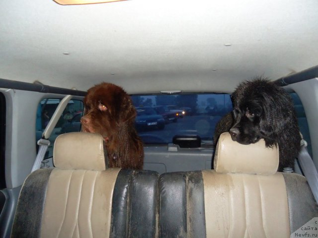 Фото: Elena Vasil'kovskaya (Елена Васильковская), ньюфаундленд Vronika Ye Satisfaction Super Mishka, ньюфаундленд Fakturnyi Frukt s Berega Dona (Фактурный Фрукт с Берега Дона)