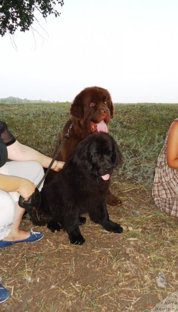 Фото: ньюфаундленд Vronika Ye Satisfaction Super Mishka, ньюфаундленд Fakturnyi Frukt s Berega Dona (Фактурный Фрукт с Берега Дона)