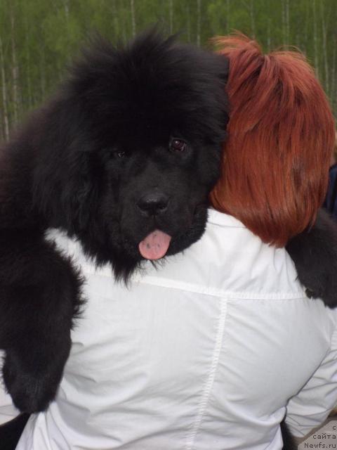 Фото: ньюфаундленд Andjel Viktorius (Анджел Викториус)