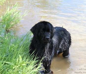 Фото: ньюфаундленд Uyutnaya Dolina Black Diamond Velinda (Уютная Долина Блэк Даймонд Велинда)