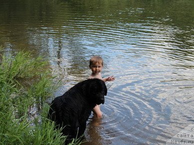Фото: ньюфаундленд Uyutnaya Dolina Black Diamond Velinda (Уютная Долина Блэк Даймонд Велинда)