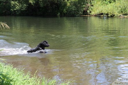 Фото: ньюфаундленд Uyutnaya Dolina Black Diamond Velinda (Уютная Долина Блэк Даймонд Велинда)