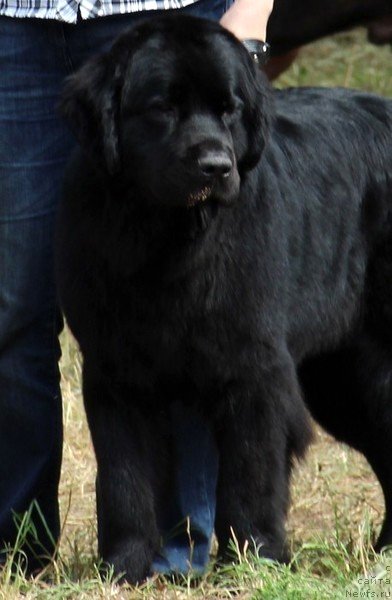 Фото: ньюфаундленд Uyutnaya Dolina Black Diamond Velinda (Уютная Долина Блэк Даймонд Велинда)