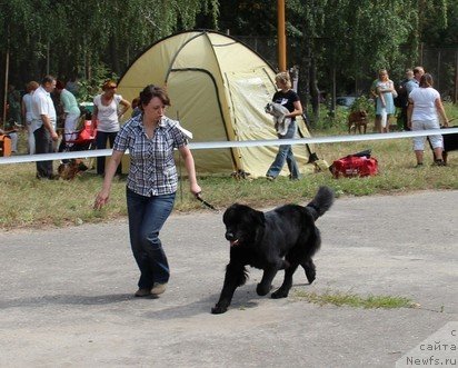 Фото: ньюфаундленд Uyutnaya Dolina Black Diamond Velinda (Уютная Долина Блэк Даймонд Велинда)