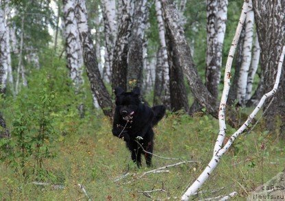 Фото: ньюфаундленд Uyutnaya Dolina Black Diamond Velinda (Уютная Долина Блэк Даймонд Велинда)