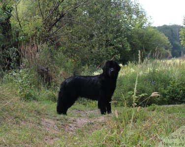 Фото: ньюфаундленд Uyutnaya Dolina Black Diamond Velinda (Уютная Долина Блэк Даймонд Велинда)