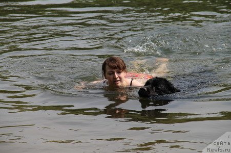 Фото: ньюфаундленд Uyutnaya Dolina Black Diamond Velinda (Уютная Долина Блэк Даймонд Велинда)