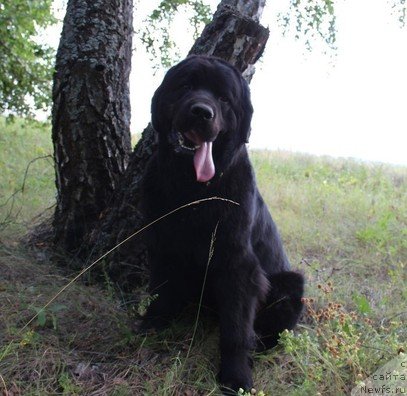 Фото: ньюфаундленд Uyutnaya Dolina Black Diamond Velinda (Уютная Долина Блэк Даймонд Велинда)