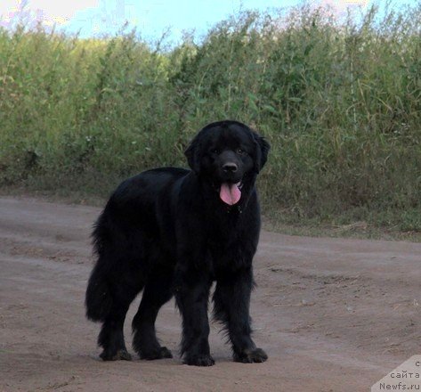 Фото: ньюфаундленд Uyutnaya Dolina Black Diamond Velinda (Уютная Долина Блэк Даймонд Велинда)