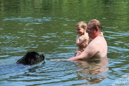 Фото: ньюфаундленд Uyutnaya Dolina Black Diamond Velinda (Уютная Долина Блэк Даймонд Велинда)