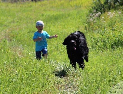Фото: ньюфаундленд Uyutnaya Dolina Black Diamond Velinda (Уютная Долина Блэк Даймонд Велинда)
