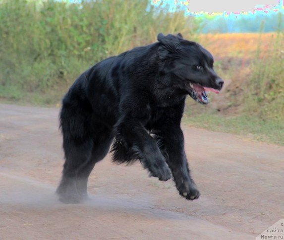 Фото: ньюфаундленд Uyutnaya Dolina Black Diamond Velinda (Уютная Долина Блэк Даймонд Велинда)