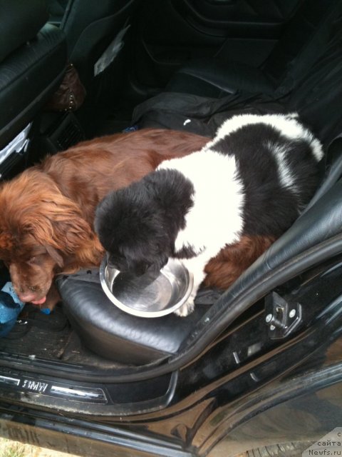 Фото: ньюфаундленд Plushevaya Pandа Tsаrskaya Osoba Fike (Плюшевая Панда Царская Особа Фике)