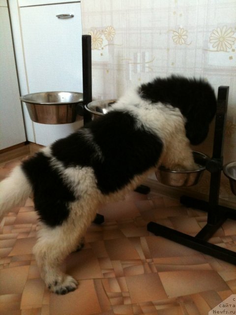 Фото: ньюфаундленд Plushevaya Pandа Tsаrskaya Osoba Fike (Плюшевая Панда Царская Особа Фике)