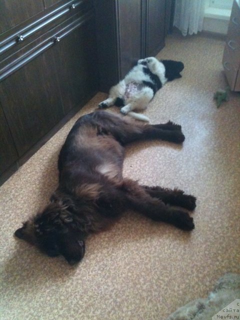 Фото: ньюфаундленд Plushevaya Pandа Tsаrskaya Osoba Fike (Плюшевая Панда Царская Особа Фике)