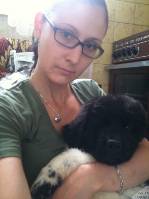 Фото: Anastasiya Fedorova (Анастасия Федорова), ньюфаундленд Plushevaya Pandа Tsаrskaya Osoba Fike (Плюшевая Панда Царская Особа Фике)