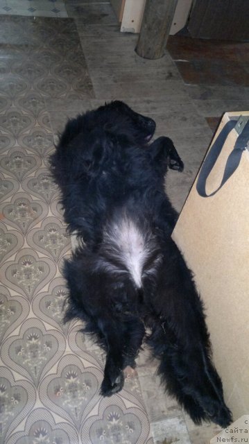 Фото: ньюфаундленд Ariyel' Nejdannaya Nagrada (Ариэль Нежданная Награда)