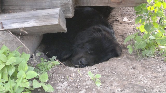 Фото: ньюфаундленд Ariyel' Nejdannaya Nagrada (Ариэль Нежданная Награда)