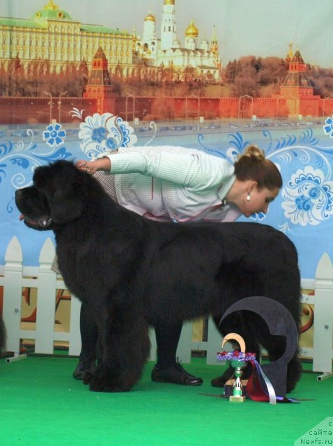 Фото: ньюфаундленд Inflame My Heart Midnight Bear, Anastasiya Zalivako (Анастасия Заливако)