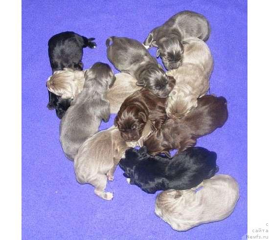 Фото: Щенки ньюфаундленда.Америка