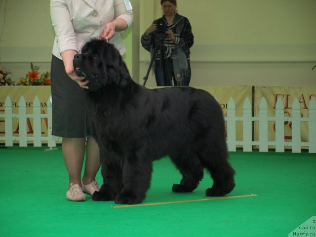 Фото: ньюфаундленд I'm Royal Iris Midnight Bear, Ol'ga Zalivako (Ольга Заливако)