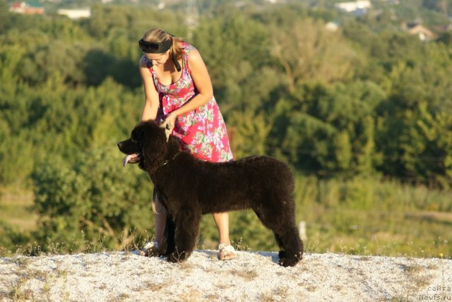 Фото: ньюфаундленд Andjelo Orso Astarta (Анджело Орсо Астарта), Oksana Sinigovec (Оксана Синиговец)