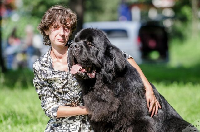 Фото: Oksana Volkova (Оксана Волкова), ньюфаундленд Aquatoriya Kelvin Kilimandzharo (Акватория Келвин Килиманджаро)