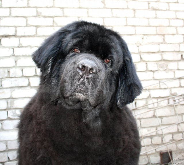 Фото: ньюфаундленд Lesnaya Skazka Ruslana (Лесная Сказка Руслана)