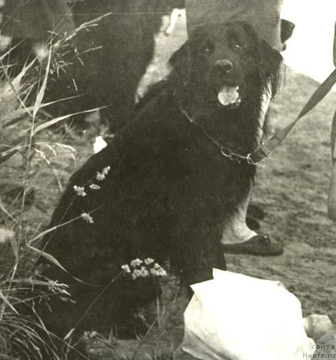 Фото: ньюфаундленд Marfa (Марфа)