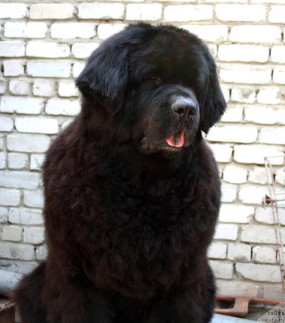 Фото: ньюфаундленд Lesnaya Skazka Ruslana (Лесная Сказка Руслана)