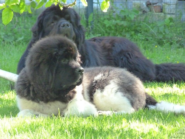 Фото: ньюфаундленд Super Bizon Zerbino (Супер Бизон Зербино), ньюфаундленд Samson Vialiki Miadzvedz