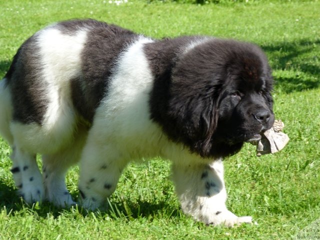 Фото: ньюфаундленд Super Bizon Zerbino (Супер Бизон Зербино)