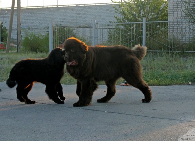 Фото: ньюфаундленд Fakturnyi Frukt s Berega Dona (Фактурный Фрукт с Берега Дона), ньюфаундленд Vronika Ye Satisfaction Super Mishka