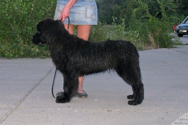 Фото: ньюфаундленд Vronika Ye Satisfaction Super Mishka