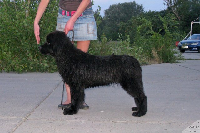 Фото: ньюфаундленд Vronika Ye Satisfaction Super Mishka