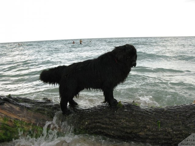 Фото: ньюфаундленд Ryesh (Рэш)