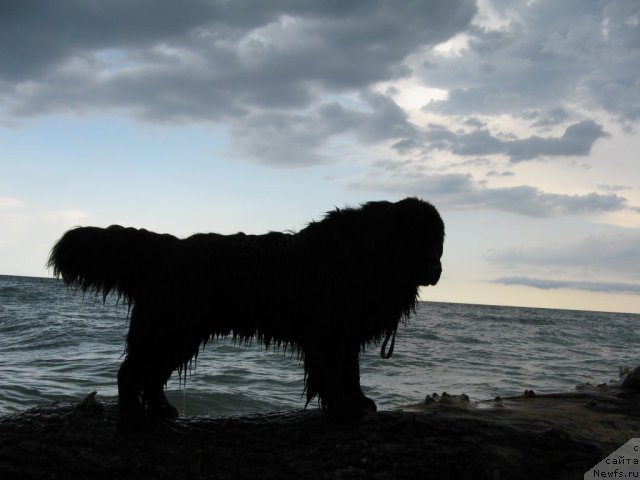 Фото: ньюфаундленд Ryesh (Рэш)