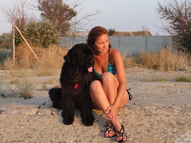 Фото: ньюфаундленд Ryesh (Рэш)